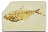 Detailed Fossil Fish (Diplomystus) - Wyoming #379493-1